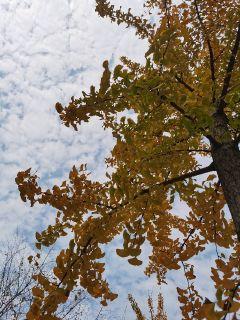 惟壳大师原文注解